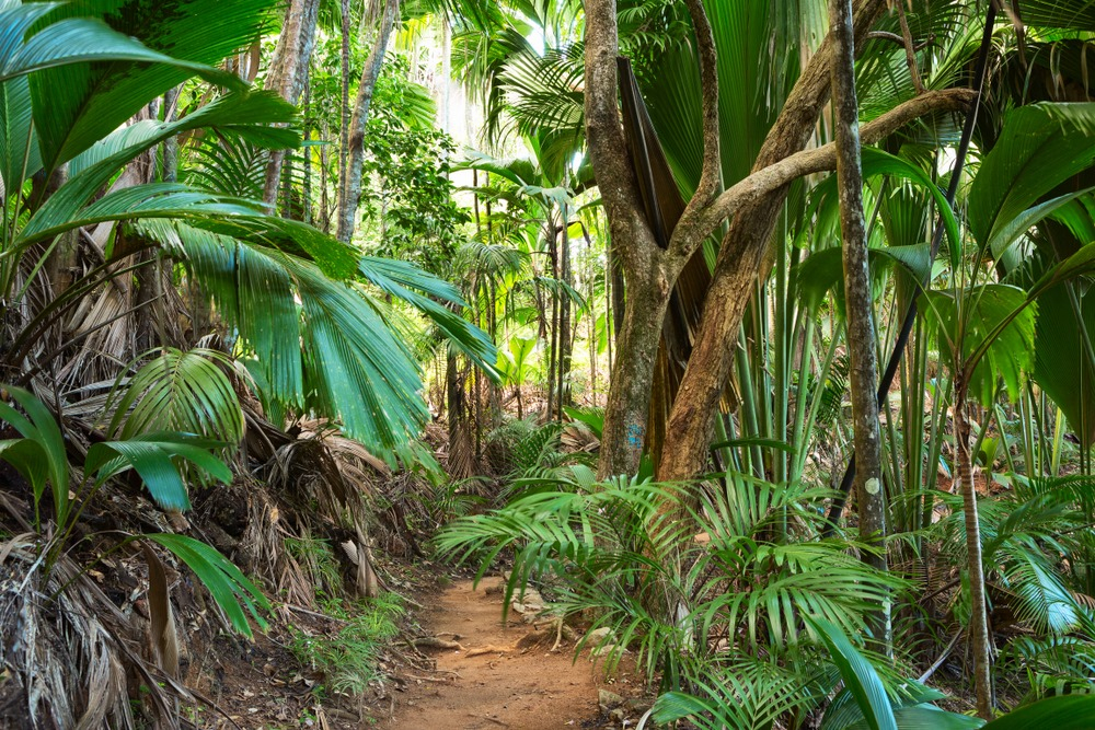 Vallee de Mai